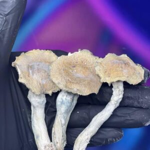 Hongos