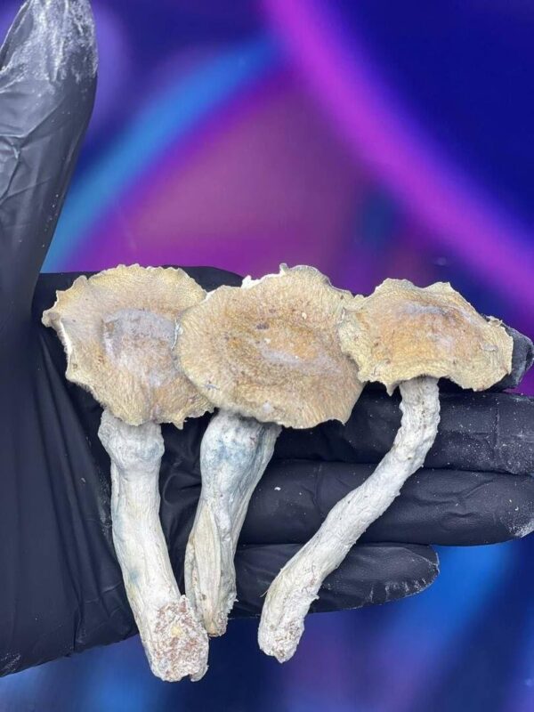 Hongos