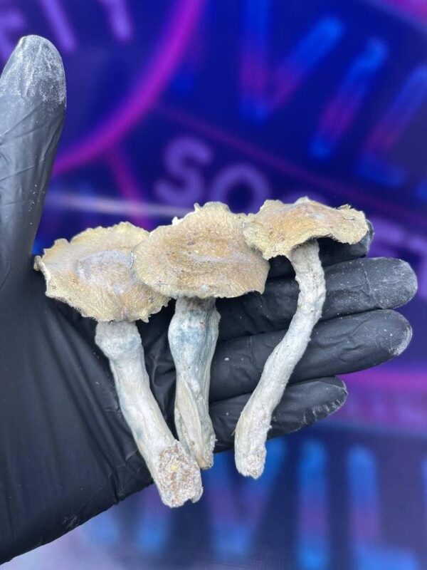 Hongos - Imagen 3