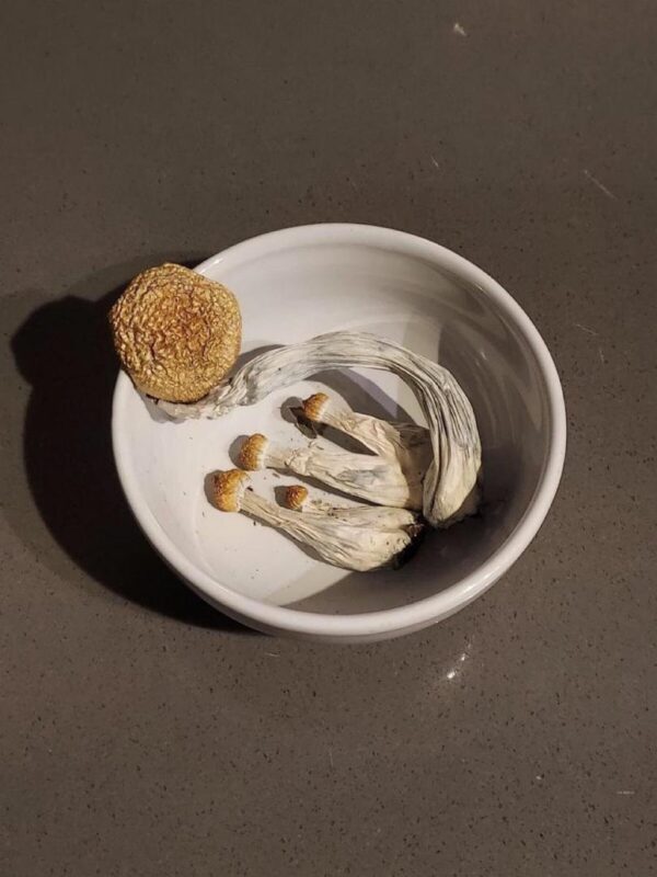 Hongos - Imagen 5