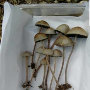 Psilocybe mexicana